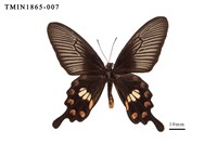 藏品(紅珠鳳蝶)的圖片